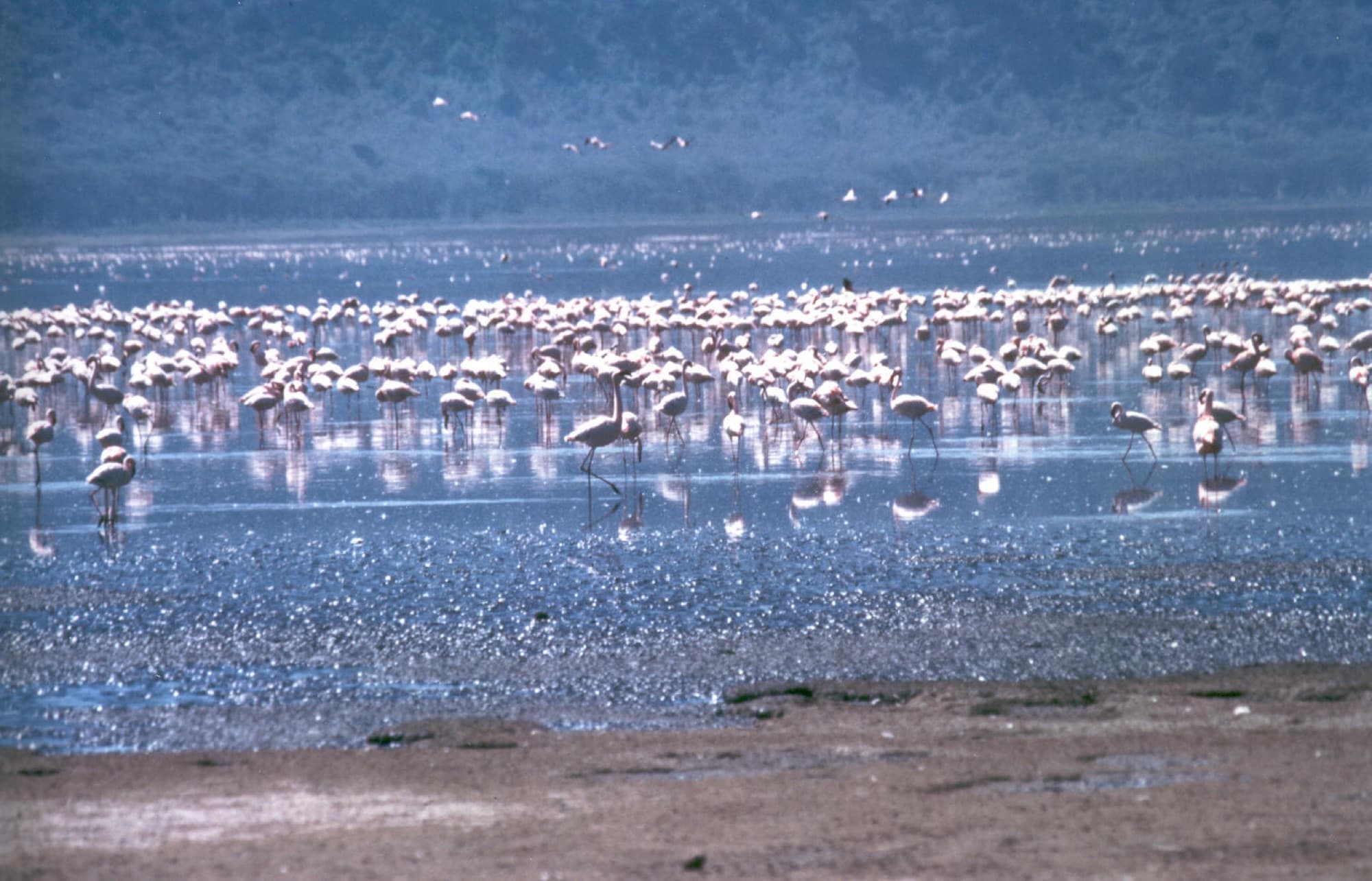 Flamingos gathered on a Rift Valley lake