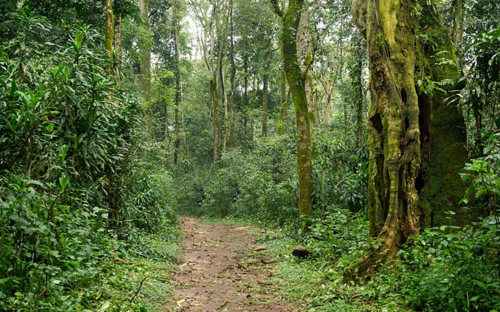 Kakamega Forest