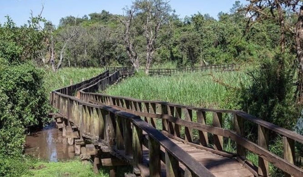 Saiwa Swamp